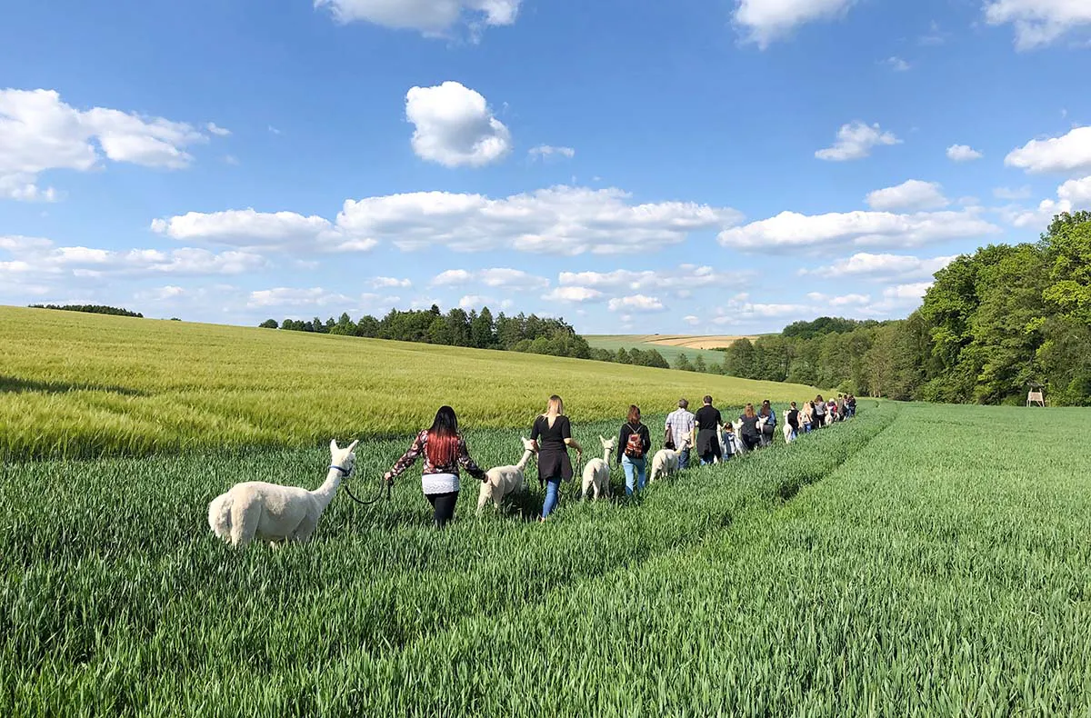 Alpaka Trekking für 2 Raum Dachau (4,5 Std.) - 2