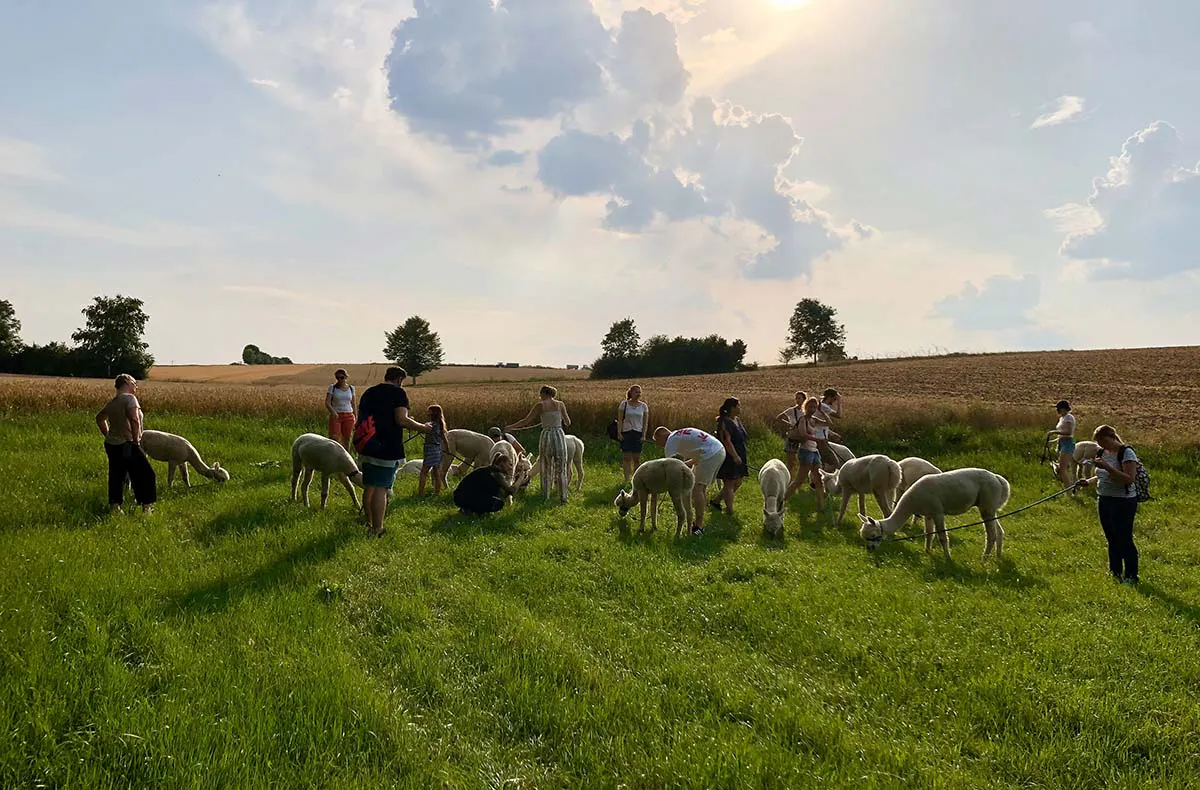 Alpaka Trekking für 2 Raum Dachau (4,5 Std.) - 4