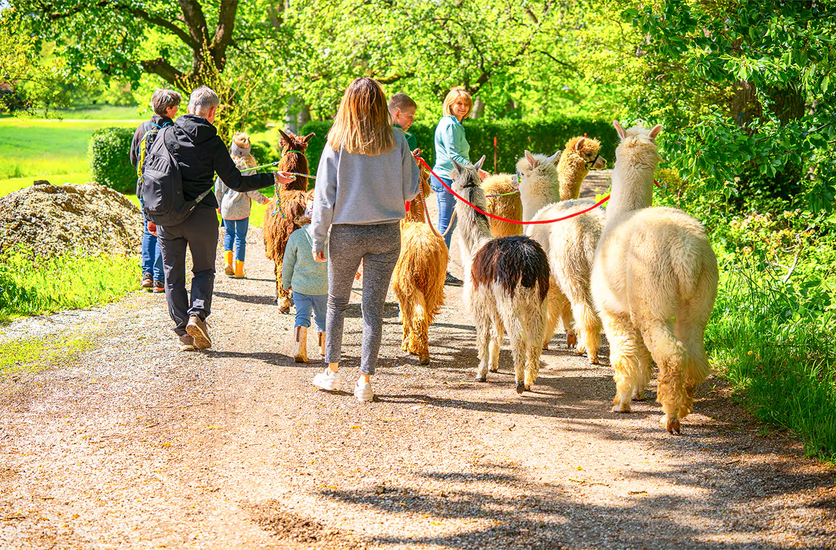 Alpaka Wanderung für 2 Eichendorf - 5