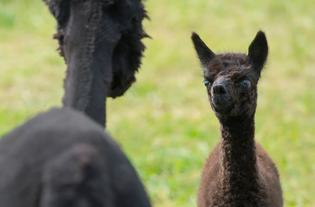 Alpaka Wanderung Mellinghausen für 2 - 5