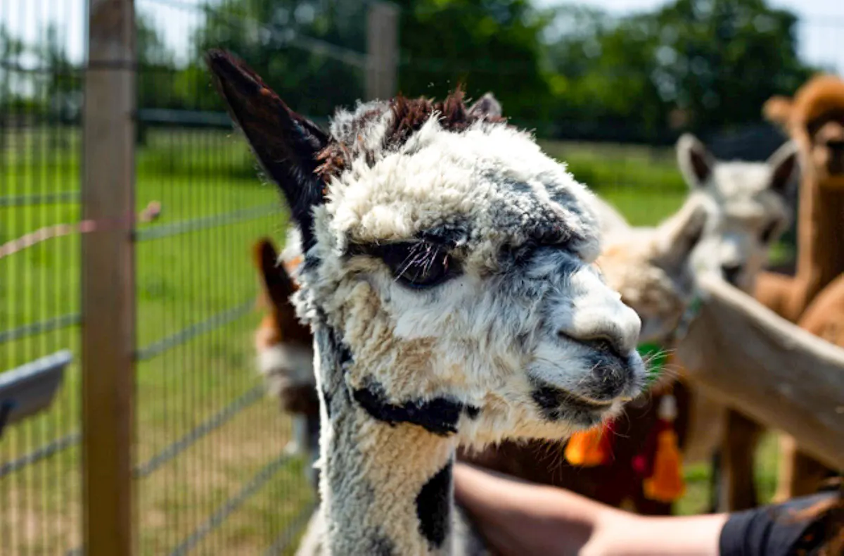 Alpaka Wanderung für 2 Petershagen - 5