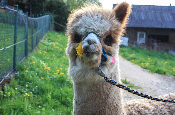 Alpaka Wanderung Günzburg