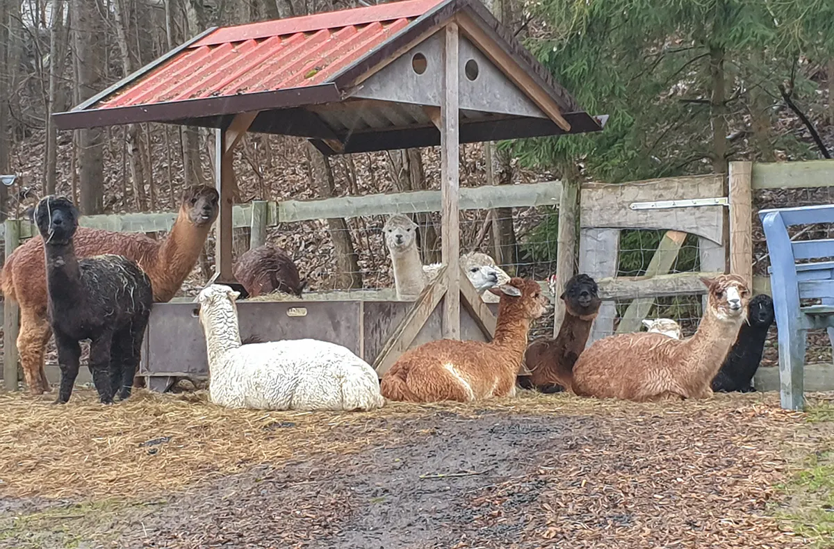 Alpaka Wanderung Günzburg - 5