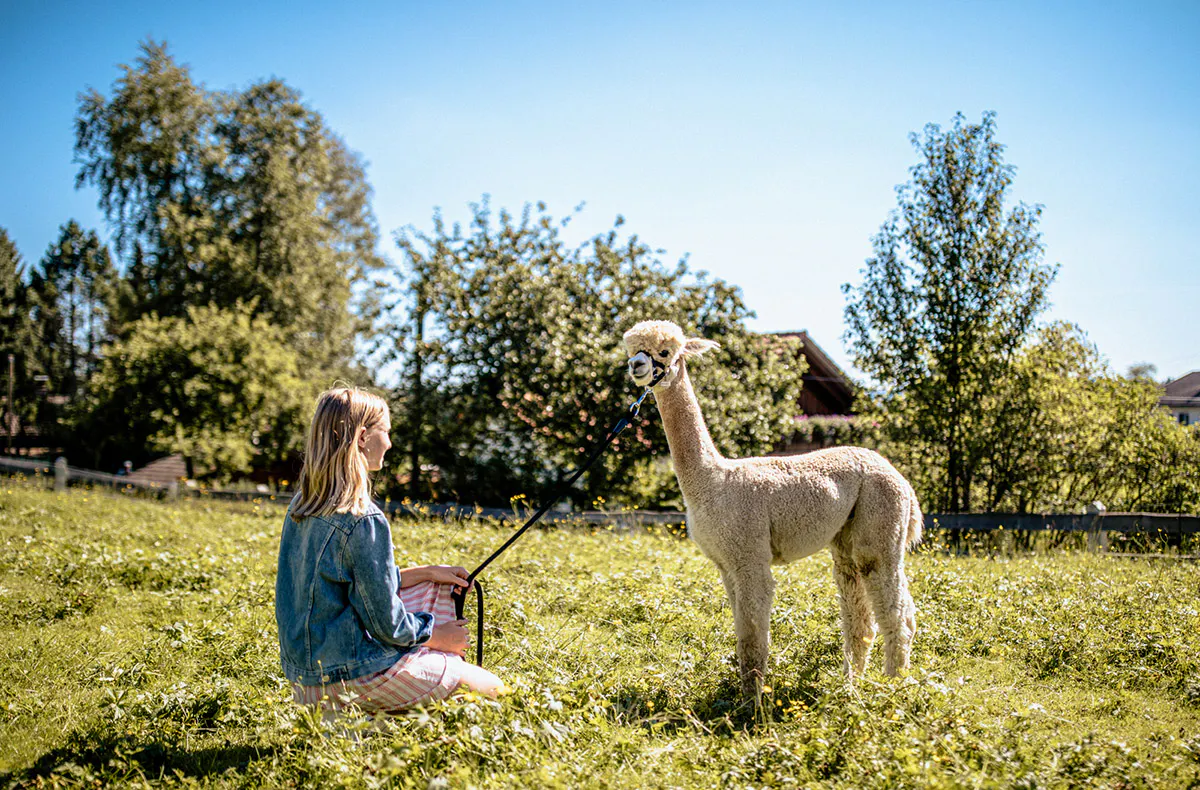 Alpaka Wanderung Lechbruck - 5
