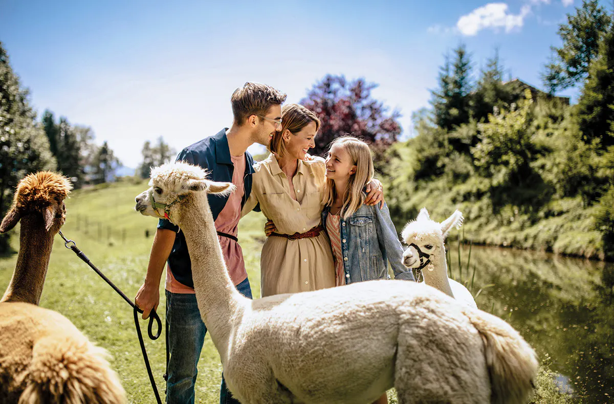 Alpaka Wanderung Lechbruck - 6