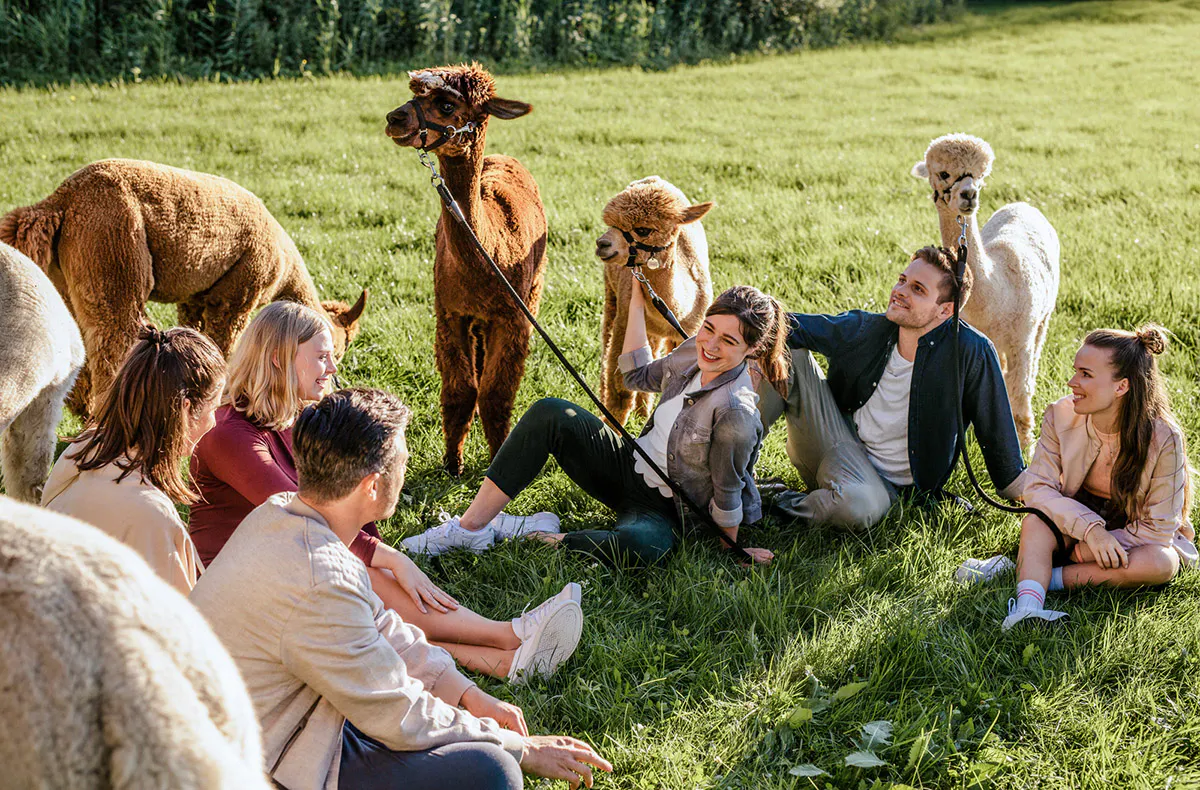 Alpaka Wanderung Lechbruck - 8