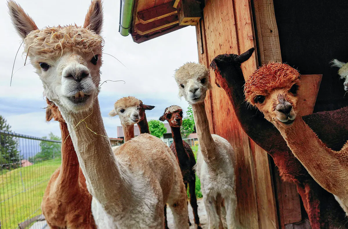 Alpaka Wanderung Lechbruck - 9