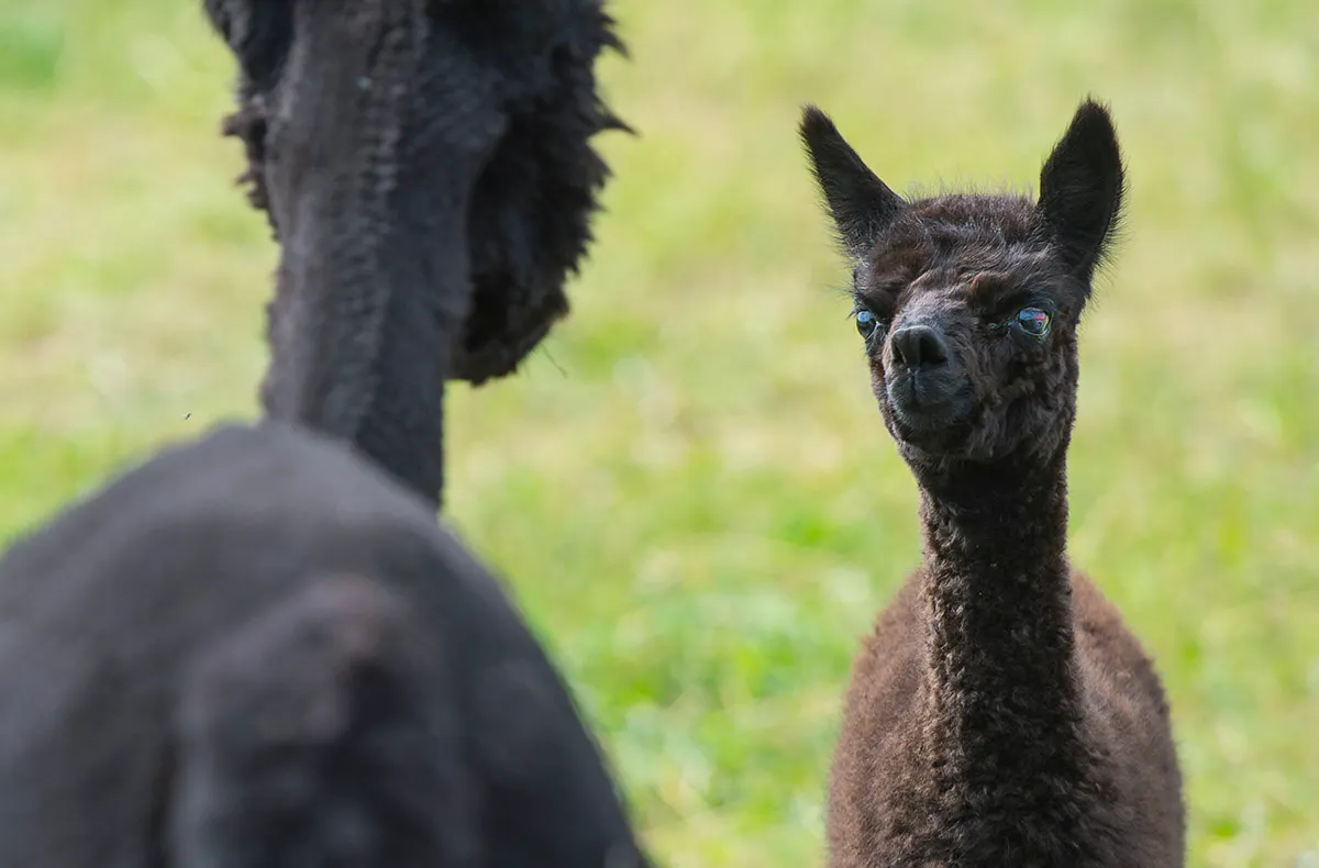 Alpaka Wanderung Mellinghausen - 5
