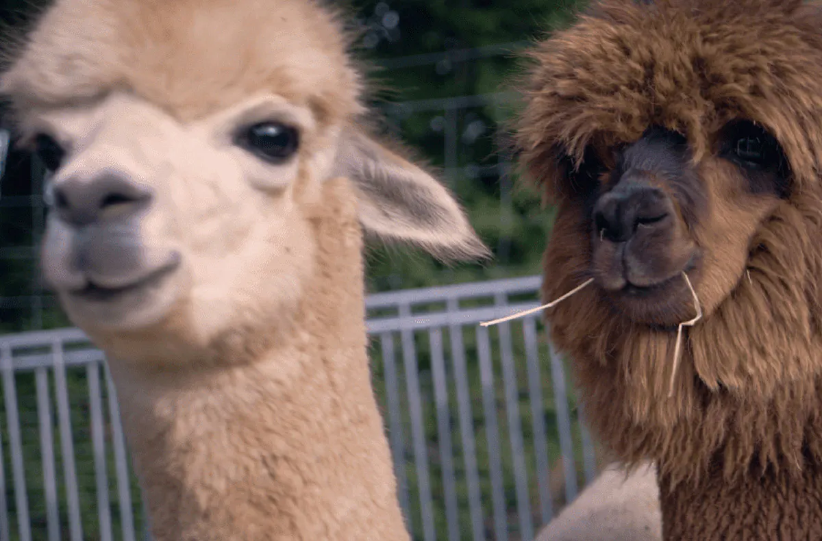 Alpaka und Lama Wanderung Mödling - 5