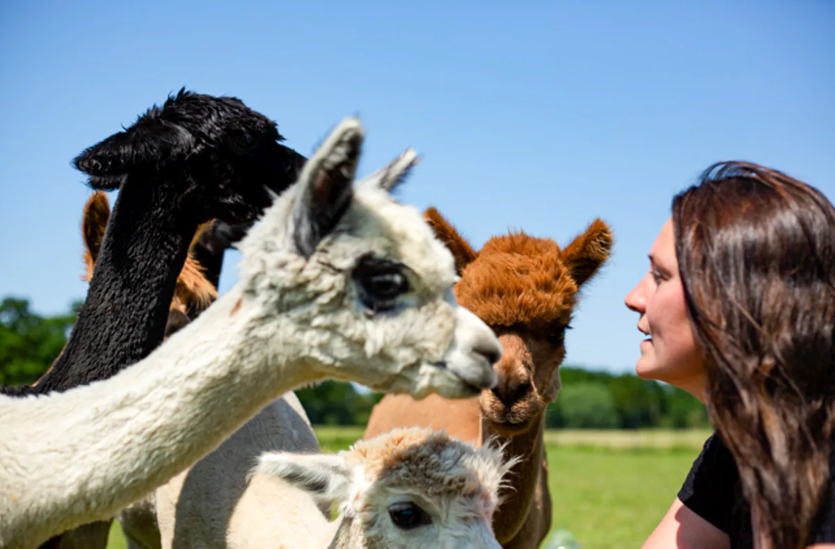 Alpaka Wanderung Petershagen - 2