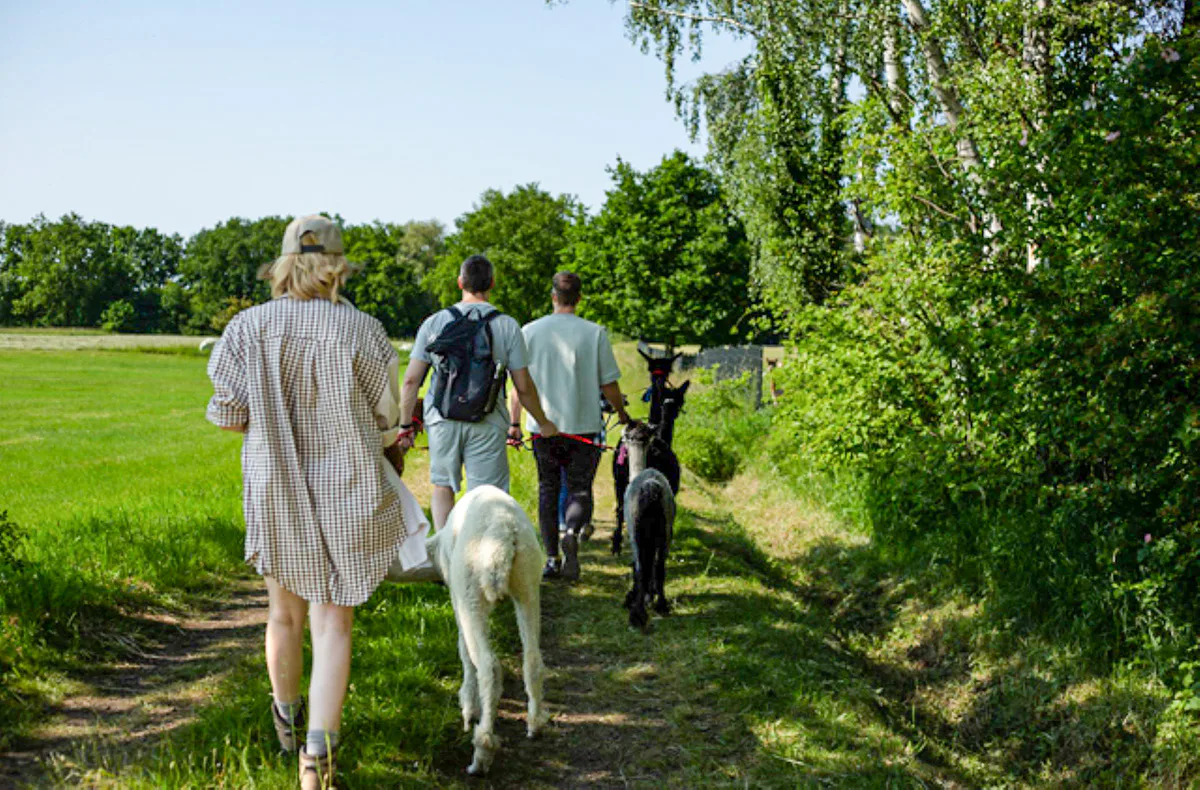 Alpaka Wanderung Petershagen - 4