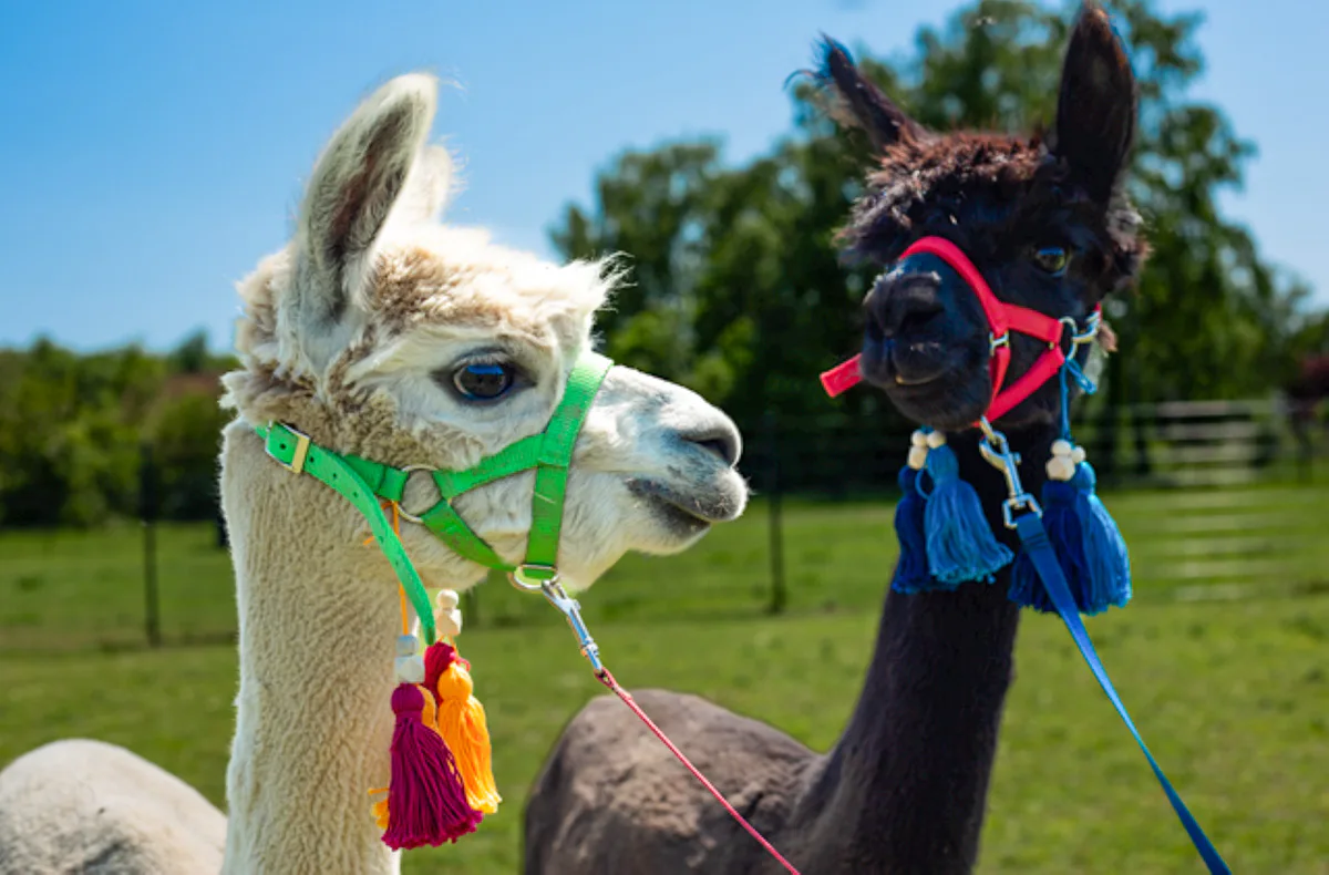 Alpaka Wanderung Petershagen - 5