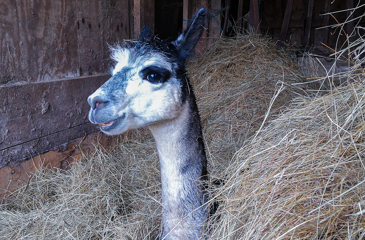 Alpaka Wanderung Querfurt - 5