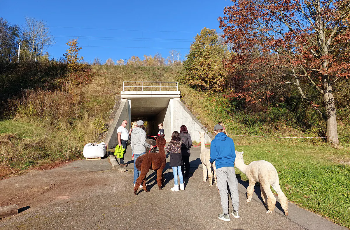 Alpaka Wanderung St. Egidien - 5