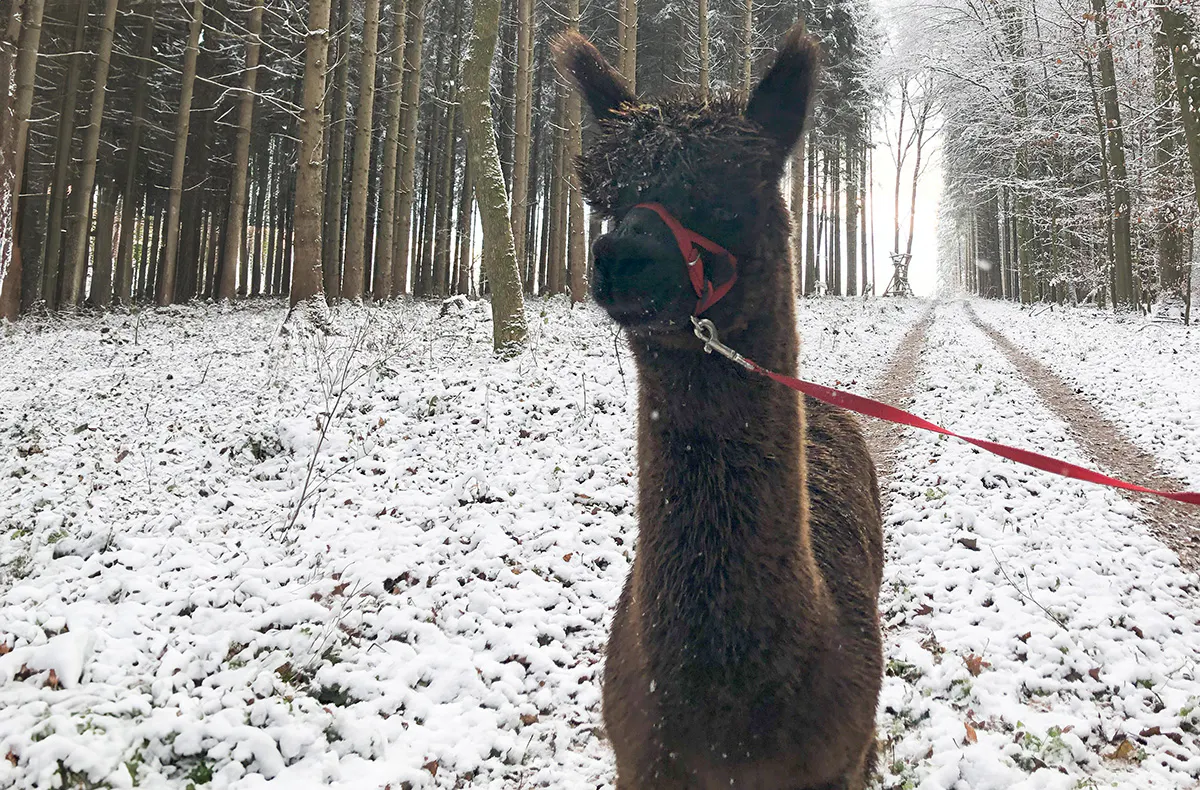 Alpaka Wanderung Waldkirch - 5