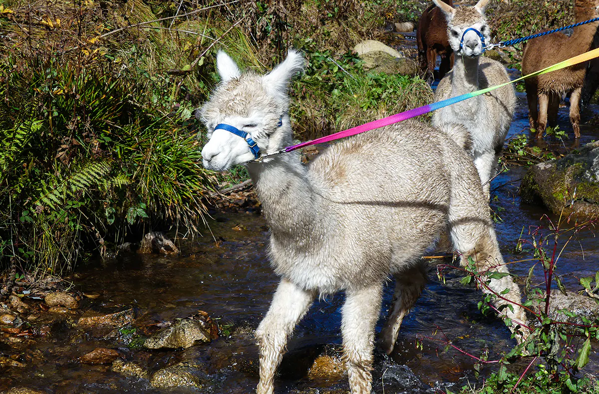 Alpaka Wanderung Wiesental - 5