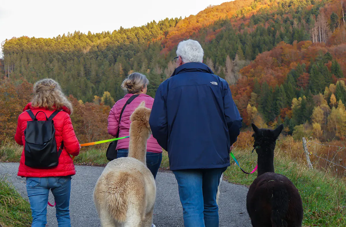 Alpaka Wanderung Wiesental - 7