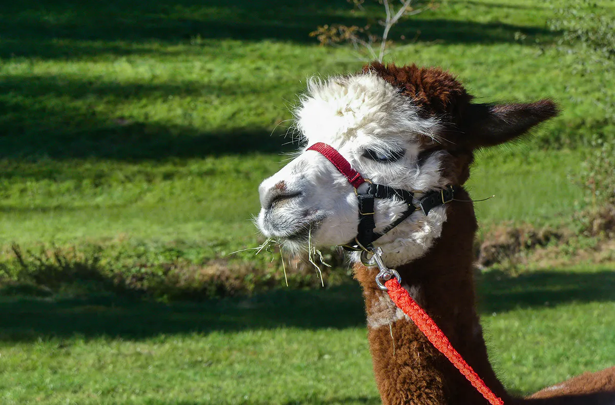 Alpaka Wanderung Wiesental - 8