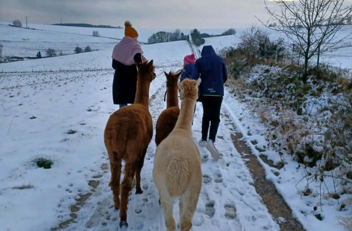 Alpakaerlebnis für Kinder Plütscheid - 5