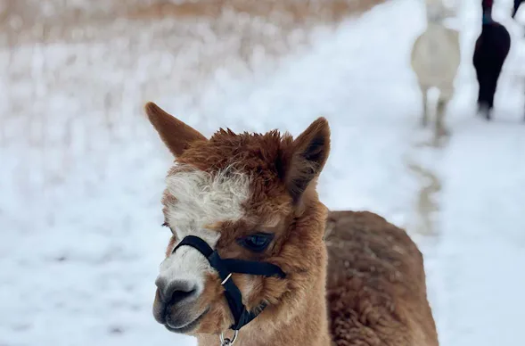 Exklusiver Alpakaspaziergang im Winter durch den Naturpark Augsburg