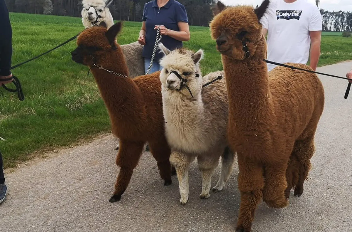 Alpaka Wanderung Raum Ansbach für 2 - 5