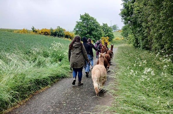 Alpakawanderung für 2 Plütscheid (2 Std.)