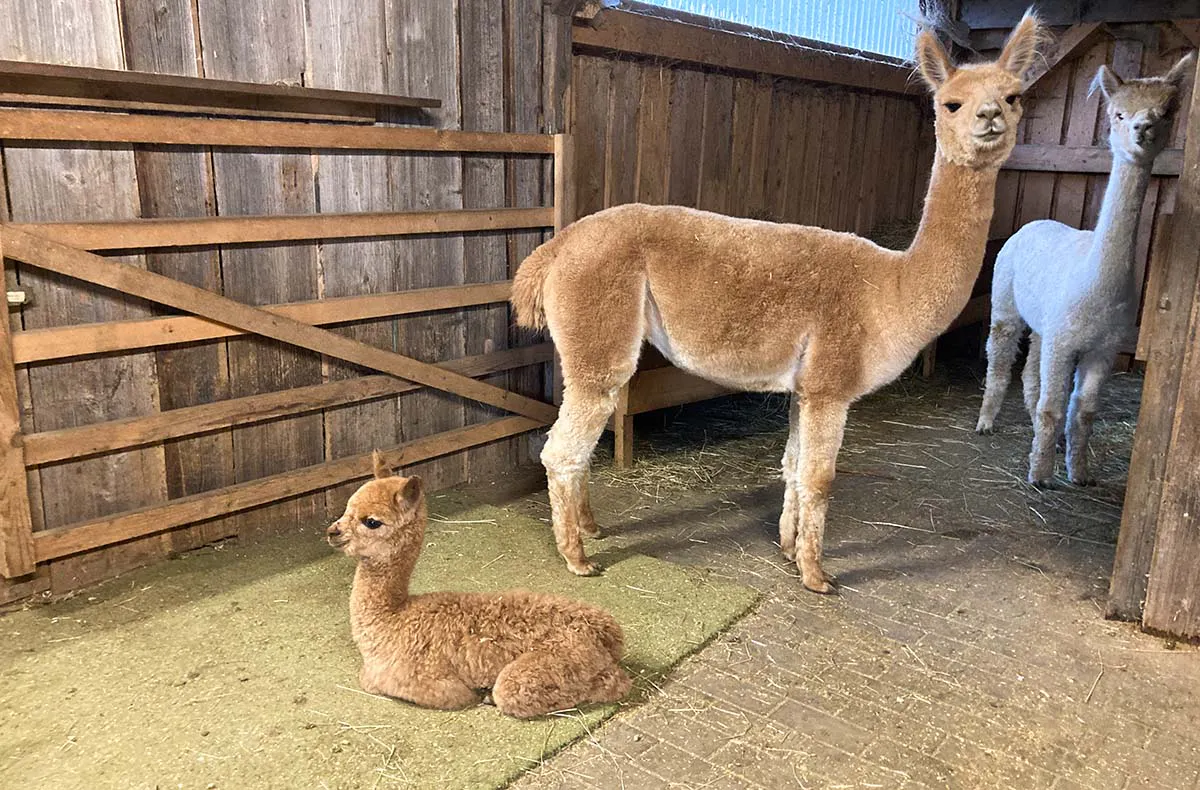 Alpakawanderung Furth im Wald - 5