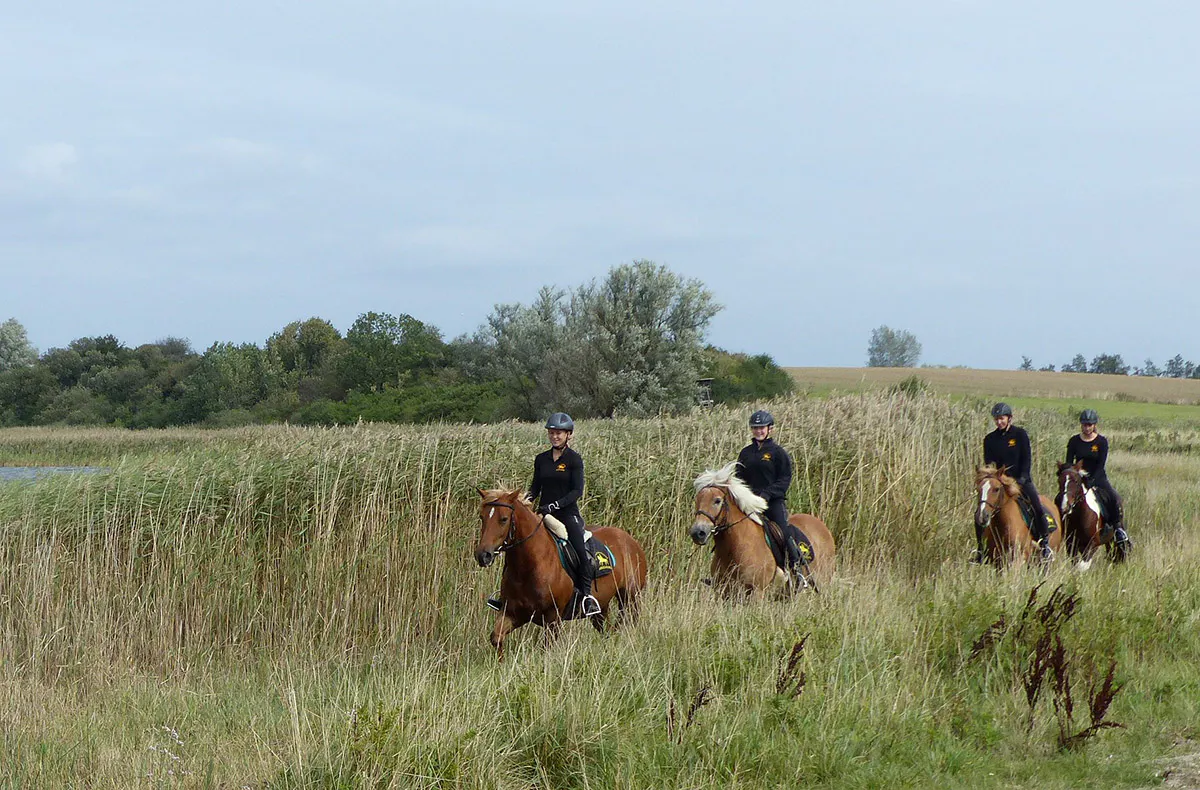 Ausritt für Anfänger Barth - 5
