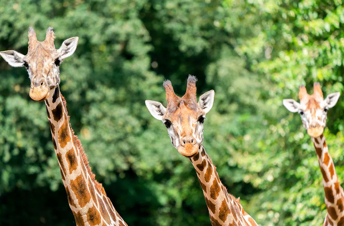 Außergewöhnlich Übernachten im Serengeti-Park inkl. Bus-Safari für 2 (1 Nacht) - 2