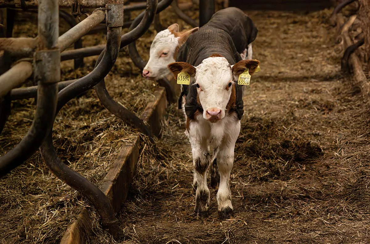 Bauernhof Besuch Mertingen - 2