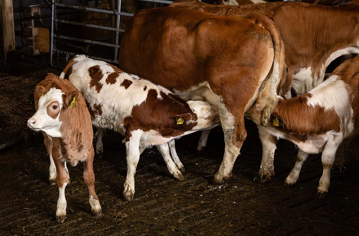 Bauernhof Besuch Mertingen - 3