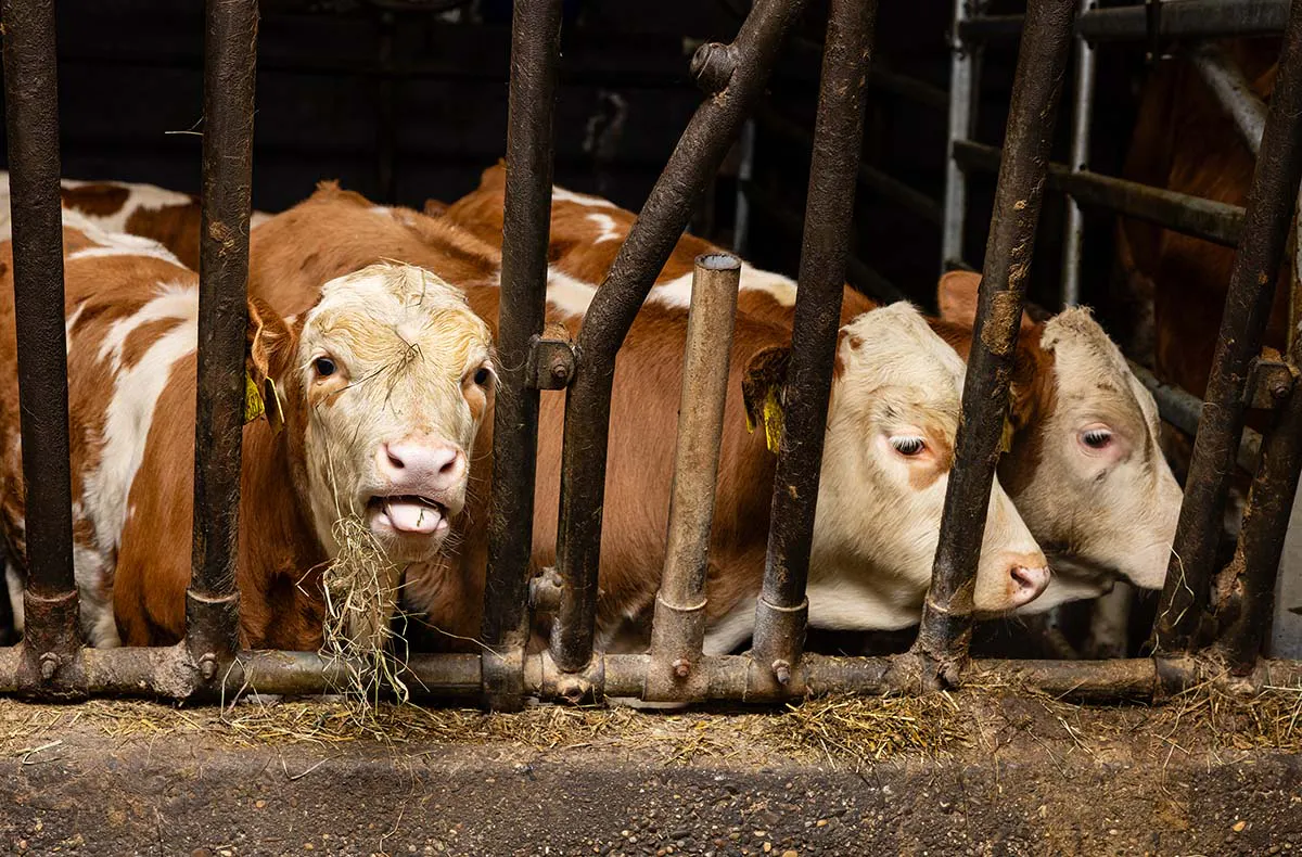 Bauernhof Besuch Mertingen - 4