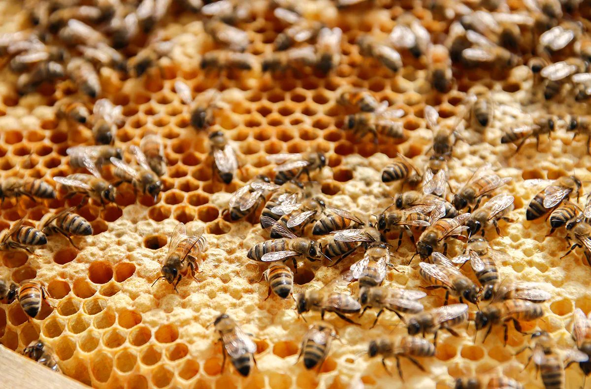 Bienenseminar mit Verkostung für 2 Bühl - 1