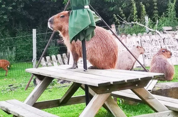 Capybara streicheln Wulften