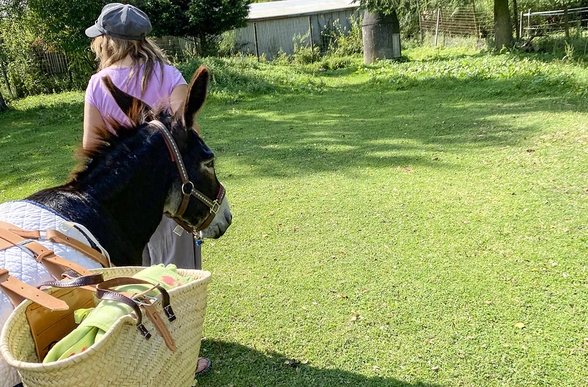 Esel Picknick für 2 Fichtenau - 5