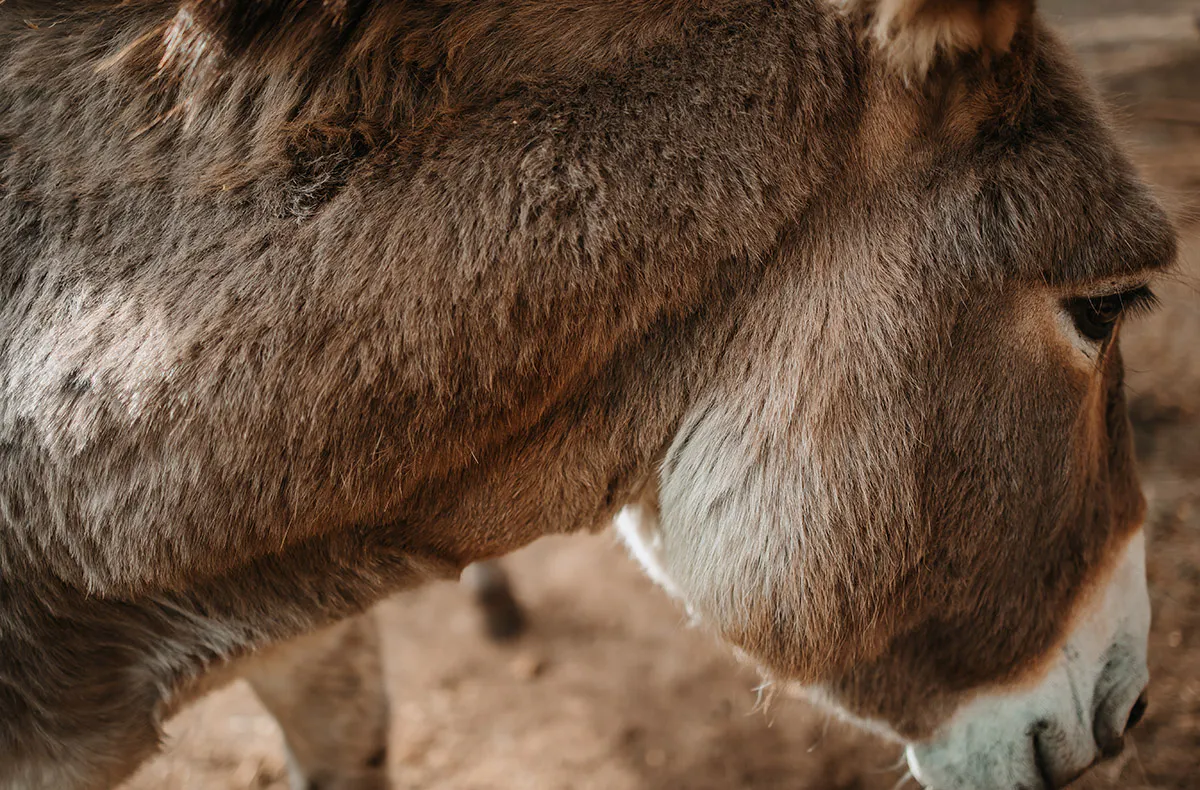 Eselwanderung Dahn (4 Std.) - 5