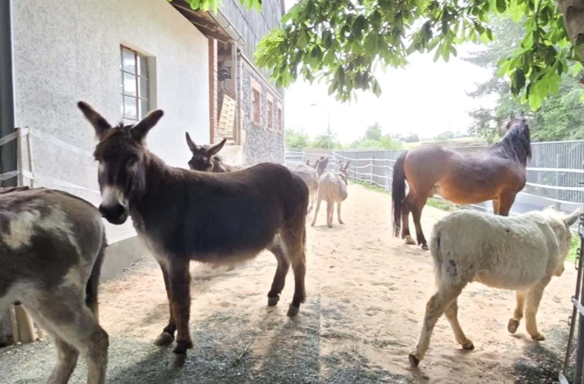 Eselbaden Birstein - 5