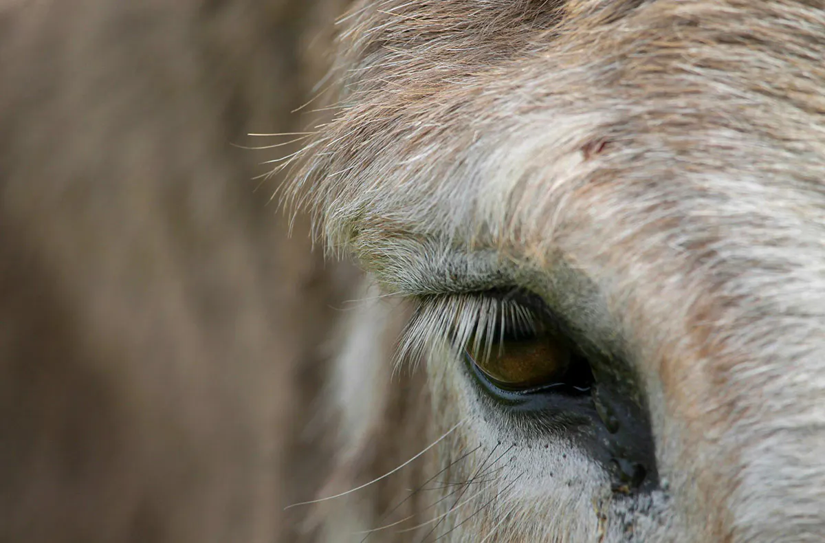 Eselwanderung Barth - 5