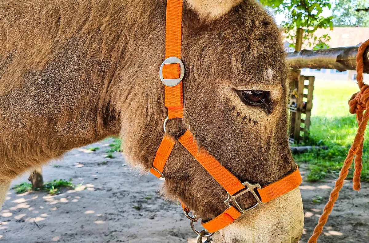 Eselwanderung Eppenbrunn (2 Std.) - 5