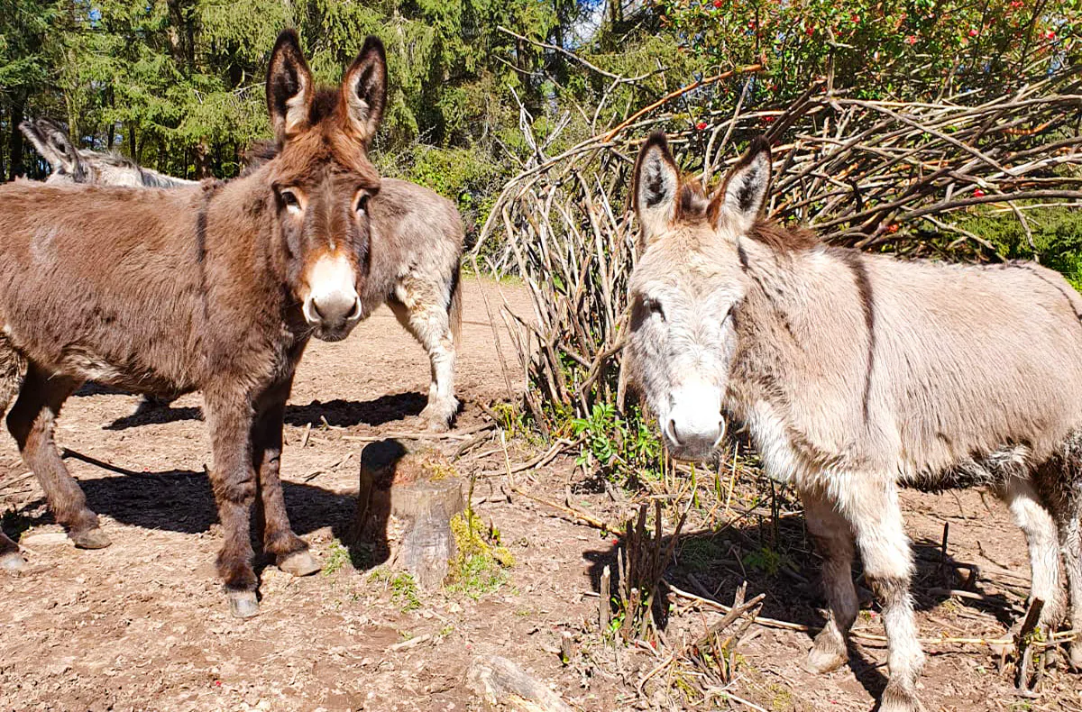 Eselwanderung Eppenbrunn für 2 (2 Std.) - 5