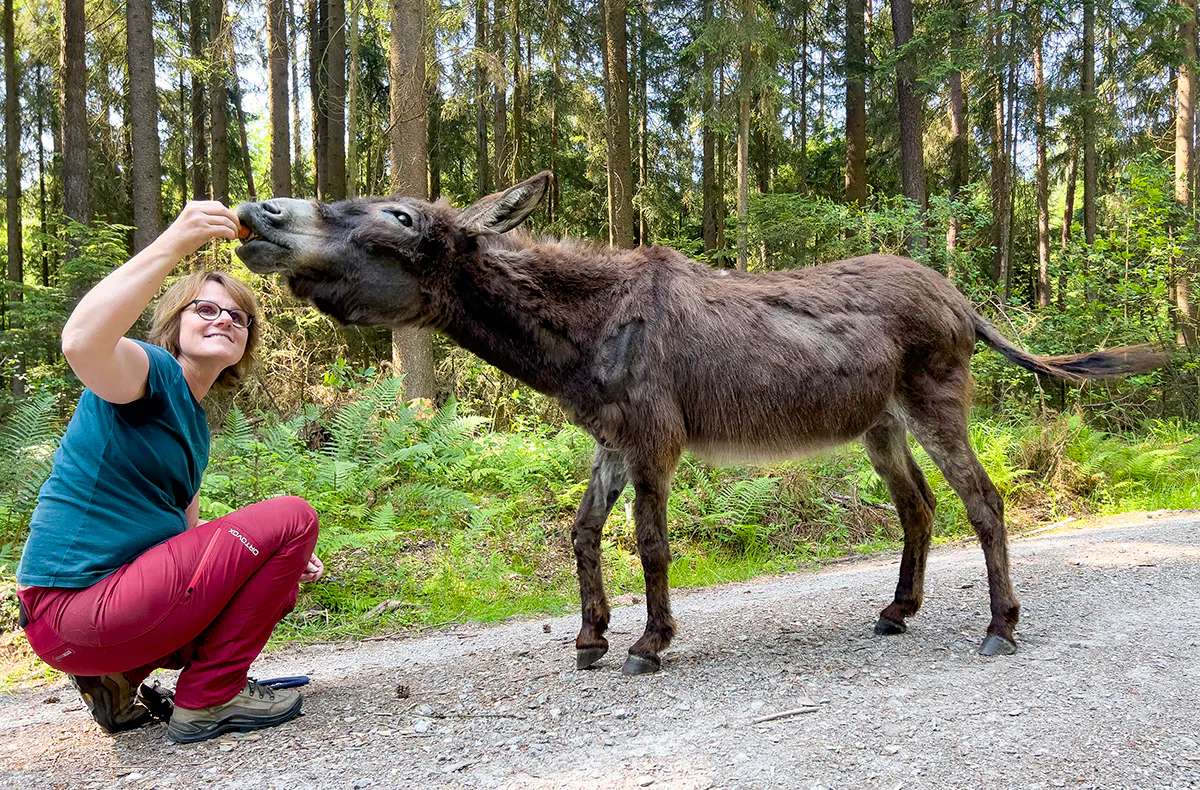 Eselwanderung Fichtenau - 5