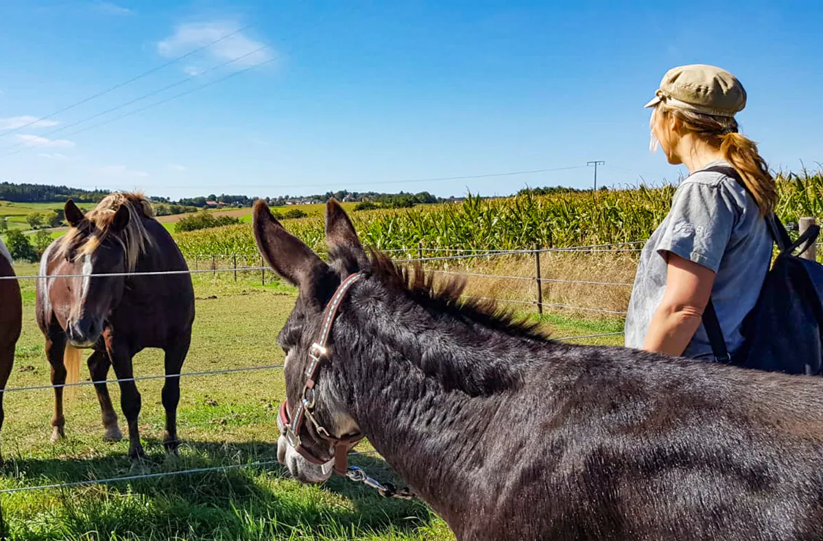 Eselwanderung für 2 Fichtenau - 6