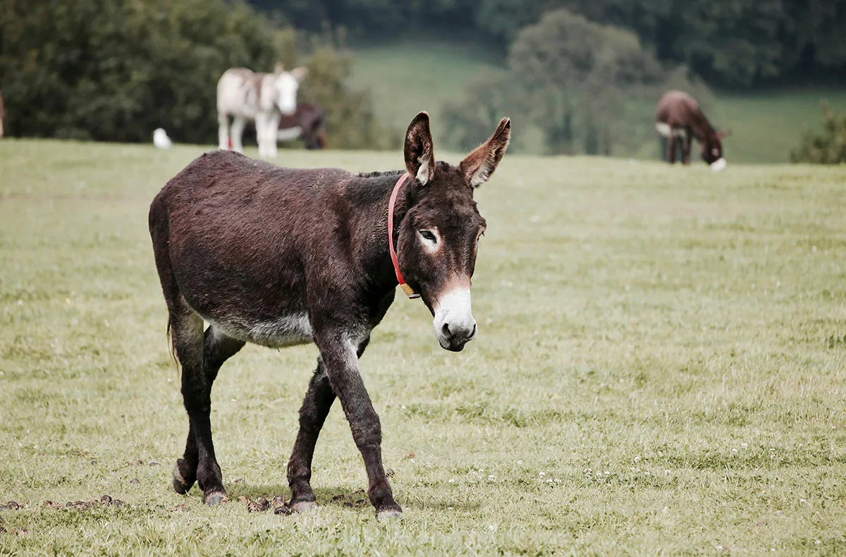 Eselwanderung Kuhlen-Wendorf - 5