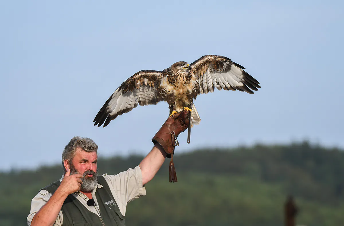Falkner für einen Tag Riedenburg (Weißkopfseeadler) - 7