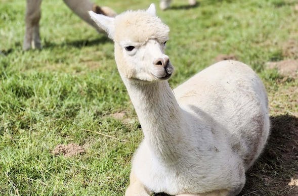 Filzen mit Alpaka Erlebnis in der Eifel