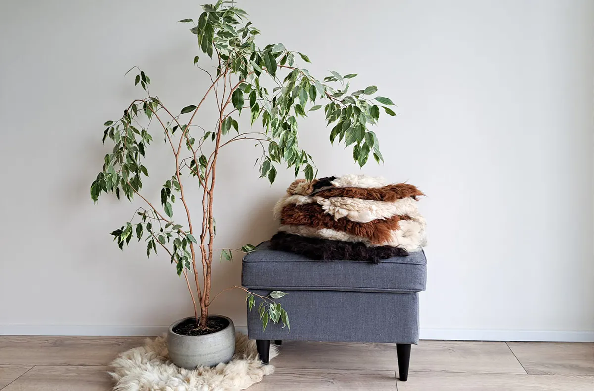 Filzen mit Alpakawolle Petershagen - 6