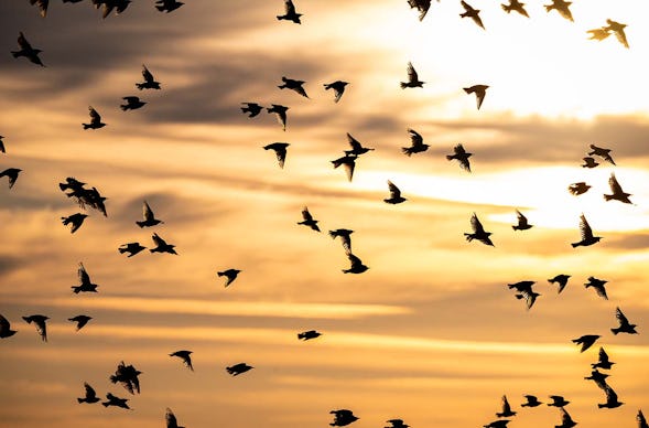 Fotografie Kurs Ammersee (Vögel und Natur)