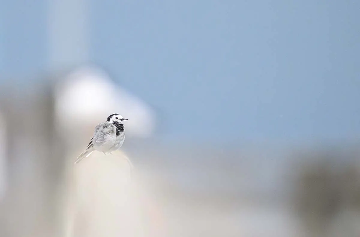 Fotografie Kurs Ammersee (Vögel und Natur) - 5