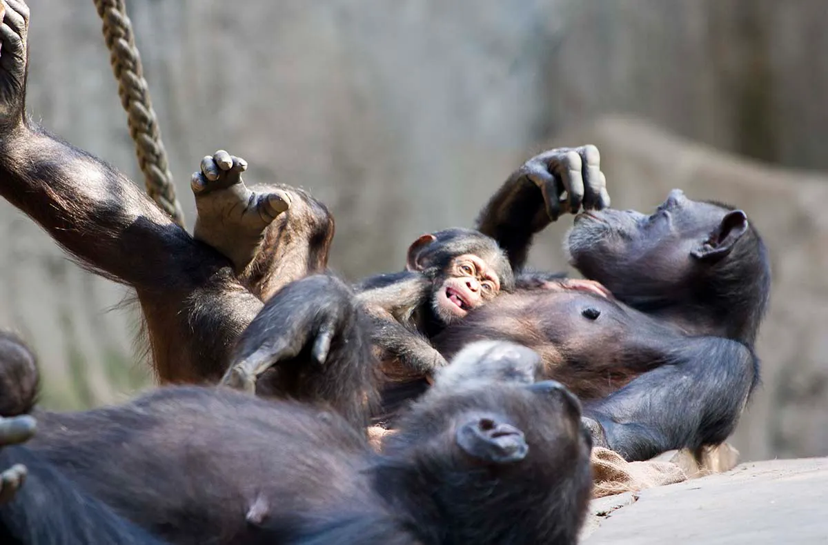 Frühstück & Zoobesuch Leipzig für 2 - 10
