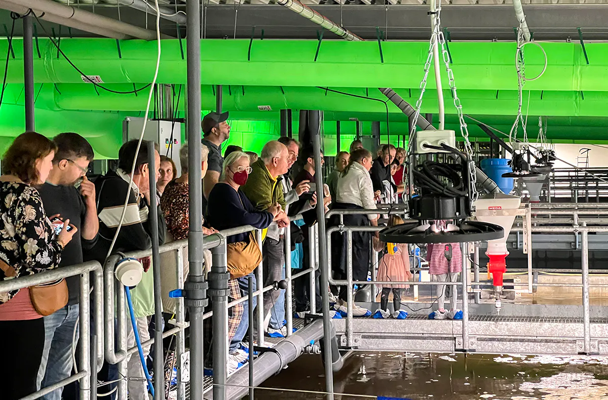 Garnelen Verkostung Glückstadt - 5